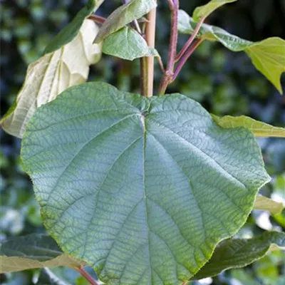 Actinidia chinensis 'Atlas'
