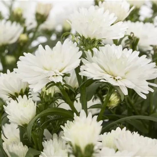 Aster novi-belgii, weiß