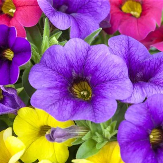Calibrachoa 'Celebration® Karneval' Calibrachoa 'Celebration® Karneval'