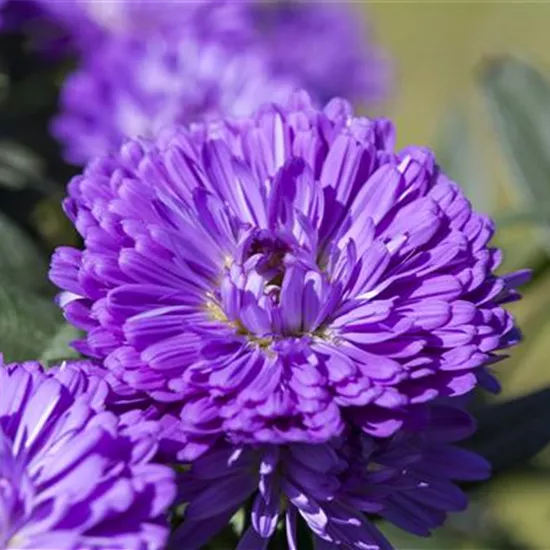 Aster 'Victoria'®