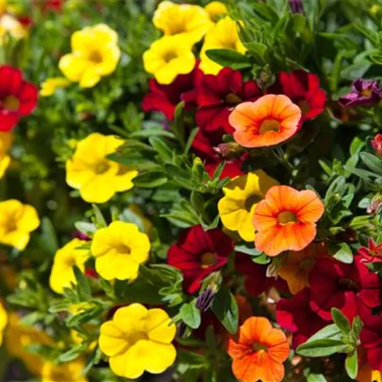 Calibrachoa 'Trixi'® Calibrachoa 'Trixi'®