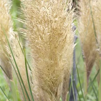 Cortaderia selloana Cortaderia selloana