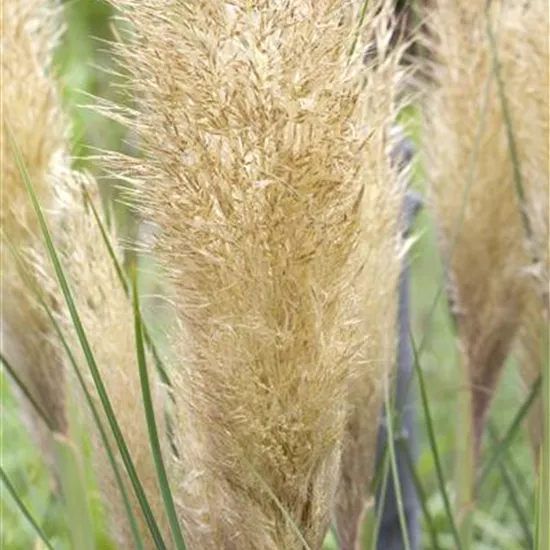 Cortaderia selloana Cortaderia selloana