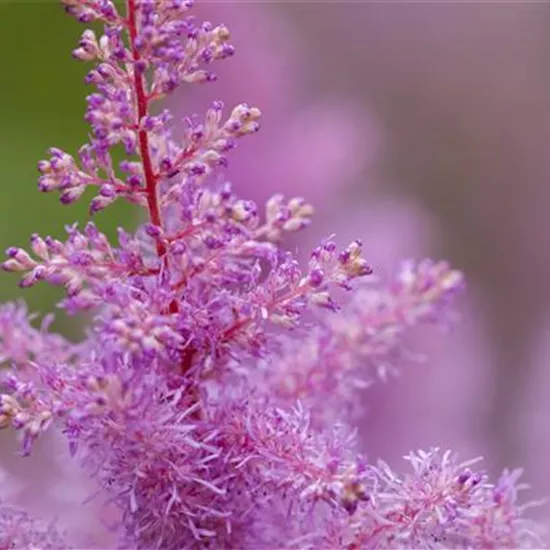 Astilbe x arendsii, rosa