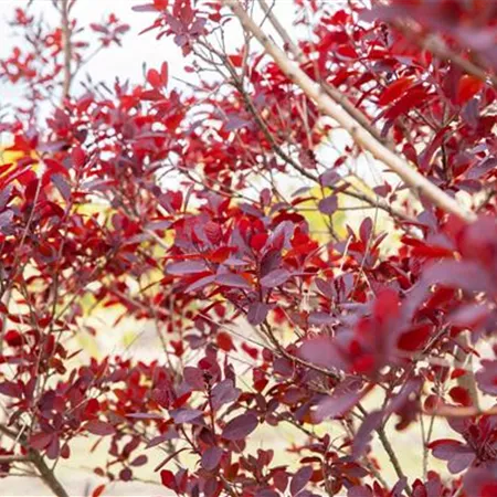 Ameise, Blattlaus und Co. – Laubgehölze vor Schädlingen schützen