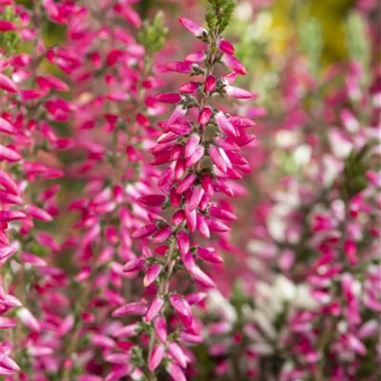 Calluna 'Beauty Ladies'® Calluna 'Beauty Ladies'®