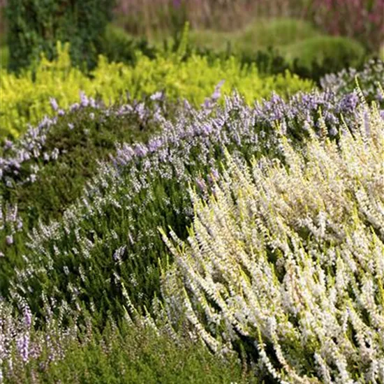 Calluna vulgaris Calluna vulgaris