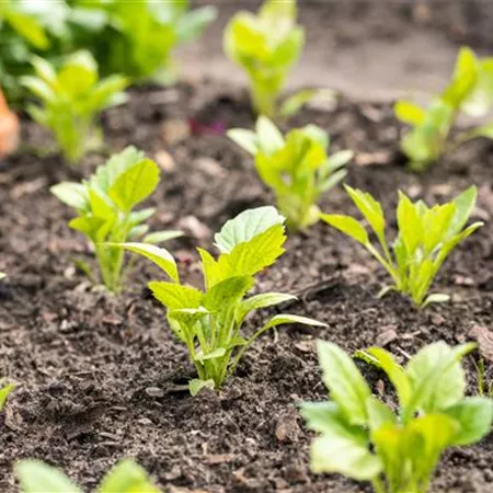 Aromatische Gartengestaltung mit Gemüse und Kräutern