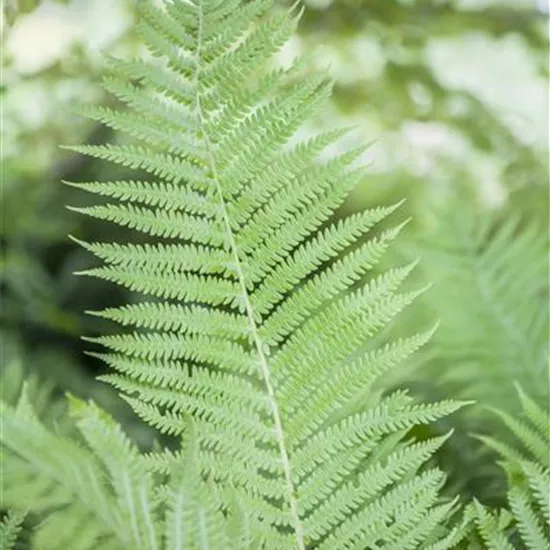 Athyrium filix-femina Athyrium filix-femina