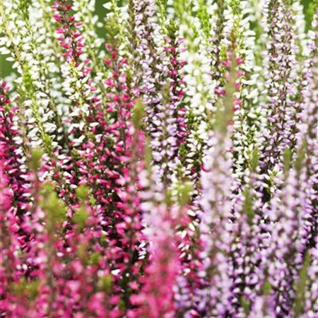 Calluna vulgaris Trio-Girls® Calluna vulgaris Trio-Girls®
