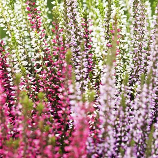 Calluna vulgaris Trio-Girls® Calluna vulgaris Trio-Girls®