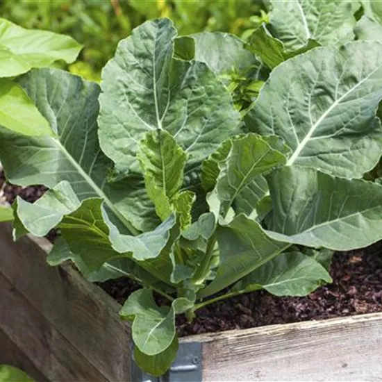 Darauf ist bei der Pflanzenpflege im Hochbeet zu achten Darauf ist bei der Pflanzenpflege im Hochbeet zu achten