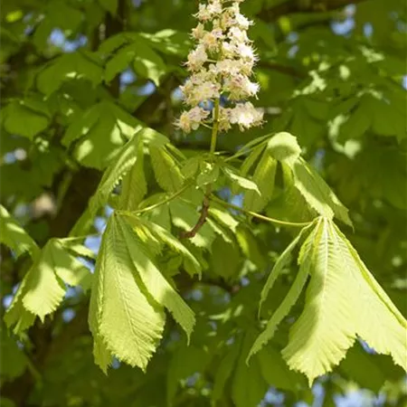 Aesculus hippocastanum Aesculus hippocastanum