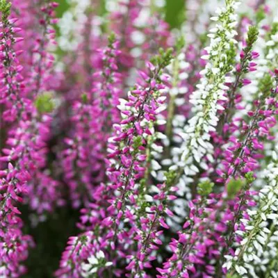 Calluna vulgaris Twingirls® Calluna vulgaris Twingirls®