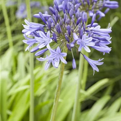 Agapanthus africanus Agapanthus africanus