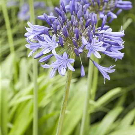 Agapanthus africanus Agapanthus africanus