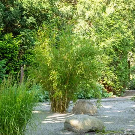 Bambus einpflanzen und asiatisches Flair ins Spiel bringen