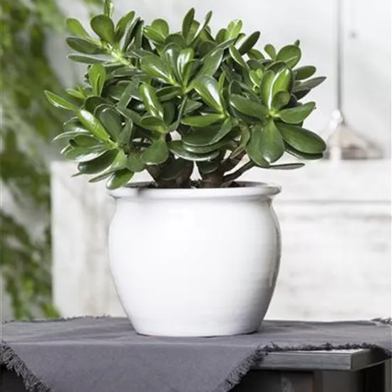 Crassula ovata Crassula ovata