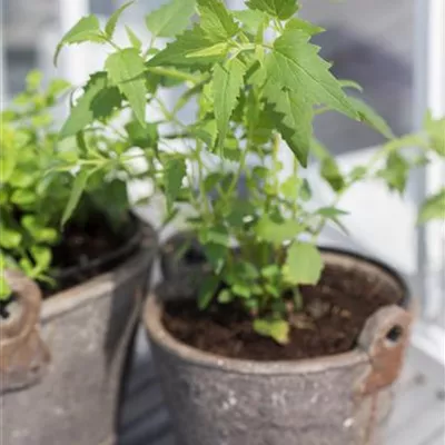 Agastache mexicana Agastache mexicana