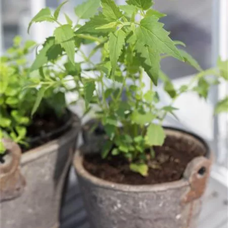 Agastache mexicana Agastache mexicana