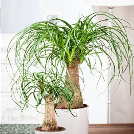 Beaucarnea recurvata Beaucarnea recurvata