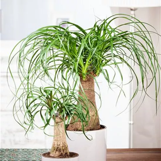 Beaucarnea recurvata Beaucarnea recurvata