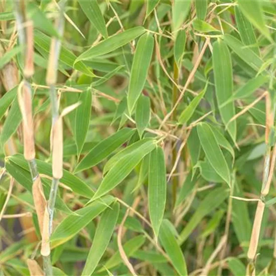 Begleitpflanzen für Bambus, die ihn in Szene setzen Begleitpflanzen für Bambus, die ihn in Szene setzen