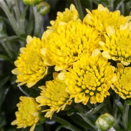 Ajania pacifica Ajania pacifica