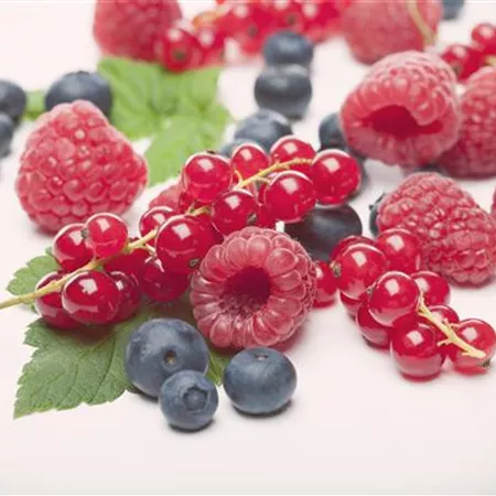 Beerenobst Beerenobst