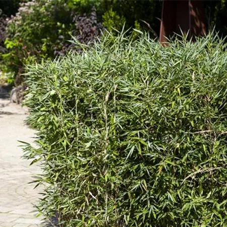 Bambus kaufen und einen Hauch Fernost genießen