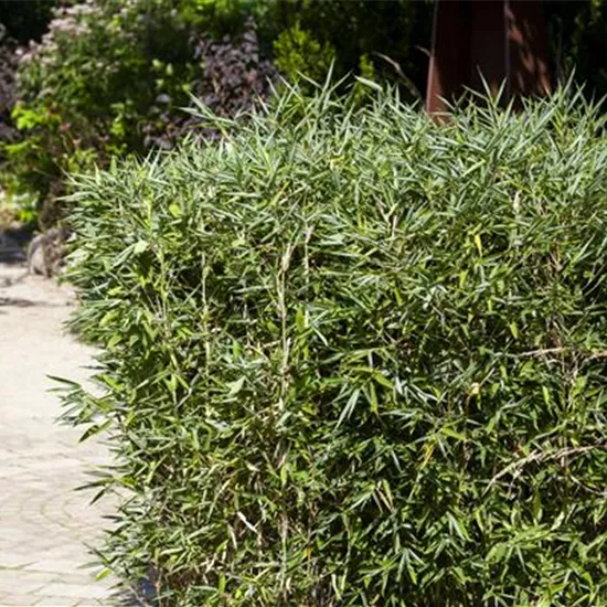 Bambus kaufen und einen Hauch Fernost genießen Bambus kaufen und einen Hauch Fernost genießen