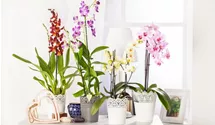 Cambria-Orchidee Cambria-Orchidee