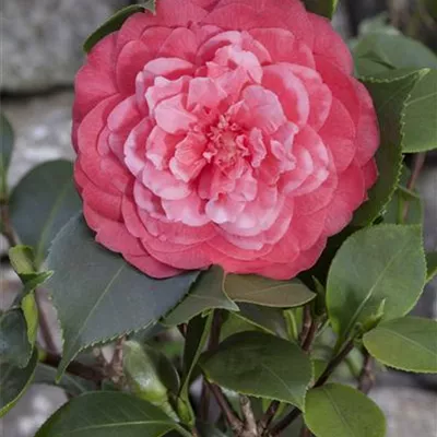Camellia japonica Camellia japonica
