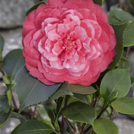 Camellia japonica Camellia japonica