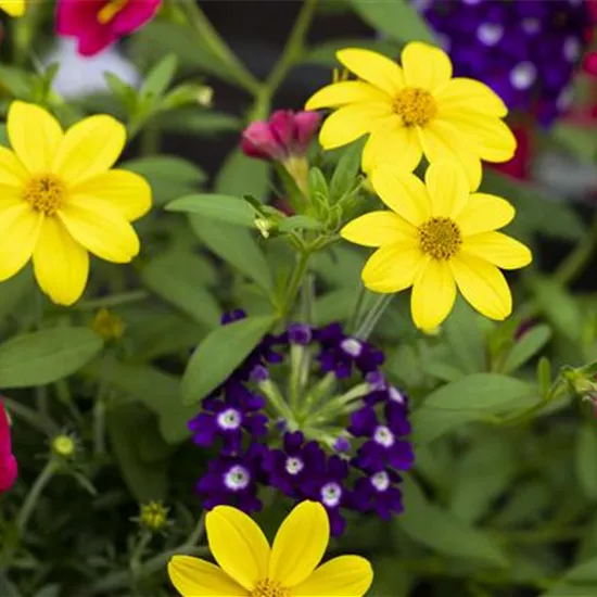 Beetpflanzen 'Trixi'® Beetpflanzen 'Trixi'®