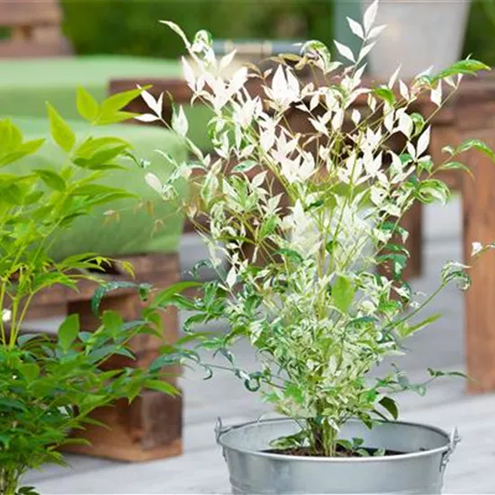 Bambus pflegen und Garten und Balkon verschönern Bambus pflegen und Garten und Balkon verschönern