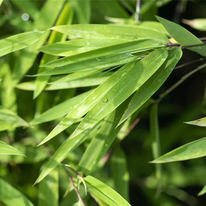 Ein asiatischer Garten als Oase der Ruhe Ein asiatischer Garten als Oase der Ruhe