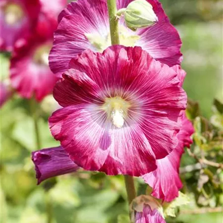 Alcea rosea Alcea rosea