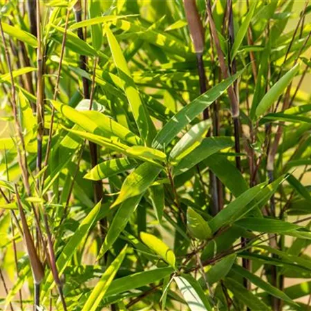 Bambus zurückschneiden und die asiatische Schönheit pflegen