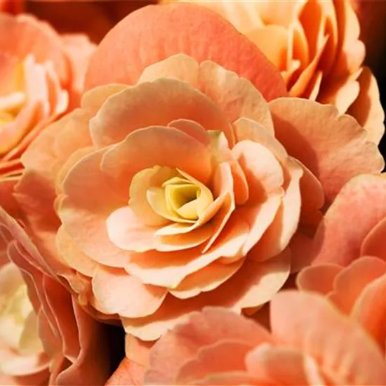 Begonia elatior Begonia elatior