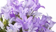 Polster-Glockenblume 'Get Mee'®