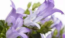 Polster-Glockenblume 'Get Mee'®