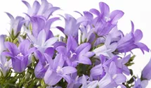 Polster-Glockenblume 'Get Mee'®