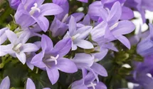 Polster-Glockenblume 'Get Mee'®