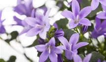 Polster-Glockenblume 'Get Mee'®
