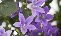Polster-Glockenblume 'Get Mee'®