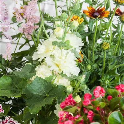 Alcea rosea plena Alcea rosea plena