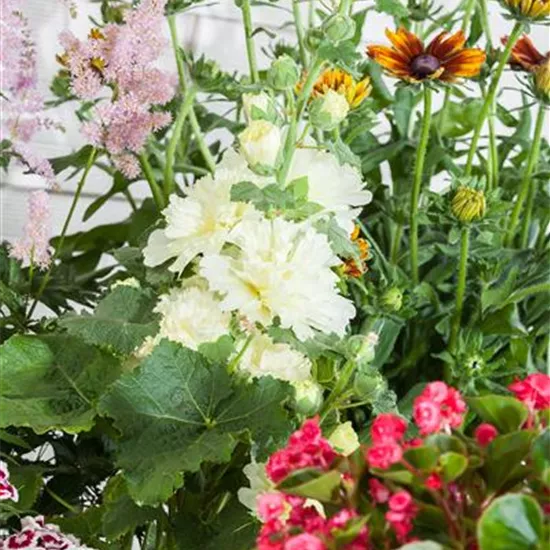 Alcea rosea plena Alcea rosea plena