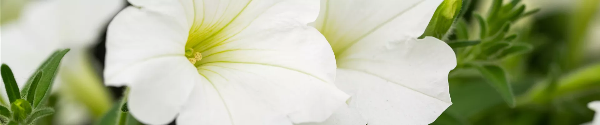 GS671479.jpg GS671479.jpg