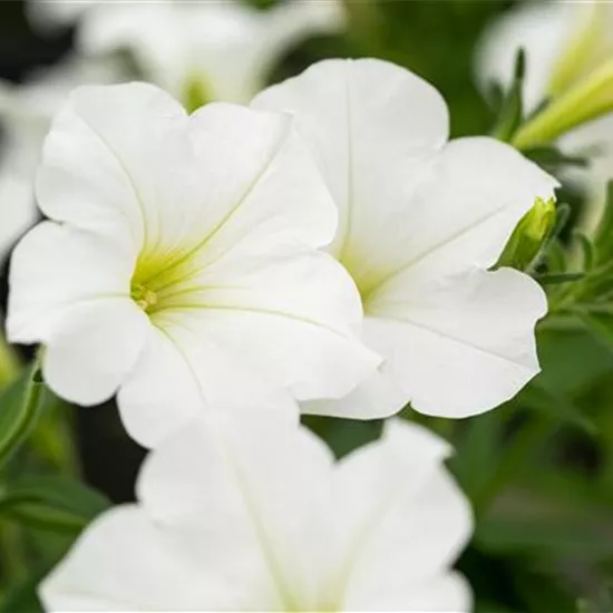 Beet und Balkon bepflanzen und bunt ins neue Gartenjahr starten Beet und Balkon bepflanzen und bunt ins neue Gartenjahr starten